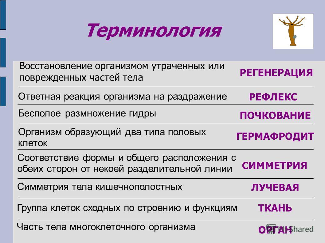 Кракен драг